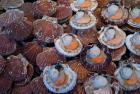 Trouville Fish Market, Calvados, France