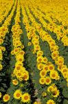 Sunflowers, Provence, France