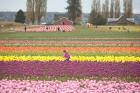 Tulip Farm, Washington