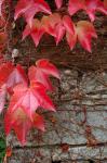 Red Ivy on Stone Wall