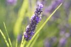 Close-Up Of Lavender Blooms