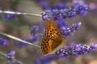 Marbled Butterfly On Valensole