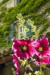 Hollyhocks Flowers Blooming In Provence