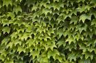 Natural Plants And Leaves Growing On Wall In Provence