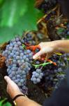 Vineyard Worker Harvesting Grenache Noir Grapes
