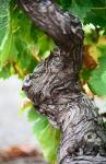 Branch of Old Vine with Gnarled Bark