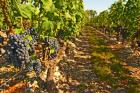 Cabernet Sauvignon Vines, Chateau Belgrave