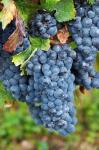 Chateau Carignan, Merlot Grape Vineyard