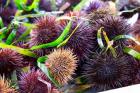 Street Market Stall with Sea Urchins Oursin, France