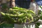 Green Beans in Vegetable Garden