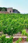 Domaine la Tour Vieille, Vineyard, France