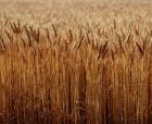 Field of Wheat, France