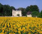 Sunflowers and Chateau, Loire Valley, France
