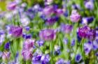 Tulips At Claude Monet House And Gardens, Giverny, France