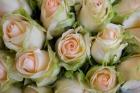 Marche Aux Fleurs, Cours Saleya, French Riviera, France