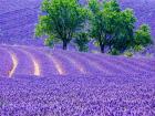France, Provence, Lavender Field On The Valensole Plateau