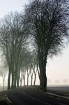 Country Road in Morning Mist