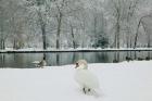 Chateau de Vizille Park, Swan Lake