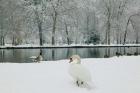 Chateau de Vizille Park, Swan Lake