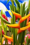 Heliconia Flower, Seafront Market