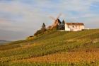 Windmill and Vineyards