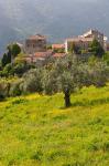 Olive Groves, Ste-Lucie de Tallano