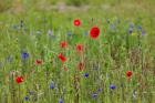 Poppies, Dunkerque