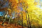 Autumn Leaves of Trees