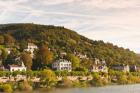 Horses at Neckar River in Germany