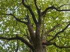 Giant Oak Hainich Woodland In Thuringia, Germany