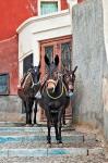 Mules, Imerovigli, Santorini, Greece