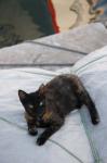 Greece, Paros, Naoussa, Cat on Boat Sails