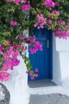 Greece, Santorini A Picturesque Blue Door Is Surrounded By Pink Bougainvillea In Firostefani