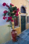 Bougenvillia Vine in Pot, Oia, Santorini, Greece