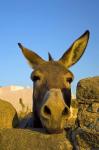 Greece, Mykonos, Hora, Donkey and Stone Fence