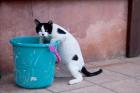 Greece, Crete, Chania, Old Harbor, Cat