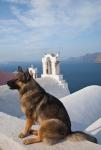 Greece, Santorini, Oia, Dog, Blue Domed Churches