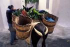 Pack Mule at Market, Santorini, Greece