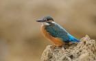 Common Kingfisher bird, Cliff, Cyprus