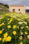 Wildflowers and church of St, Island of Spinalonga, Crete, Greece