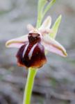 Greece, Crete Orchid in Bloom