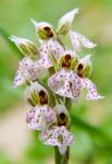 Orchid in bloom, Crete, Greece