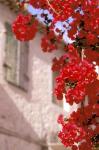 Red Flowers on Main Street, Kardamyli, Messina, Peloponnese, Greece