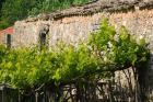 Vineyard Detail, Assos, Kefalonia, Ionian Islands, Greece