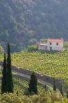 Hillside Vineyard, Manolates, Samos, Aegean Islands, Greece