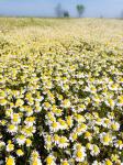 Chamomile Field (Matricaria Chamomilla), Hortobagy National Park In Spring Hungary