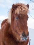 Icelandic Horse In Fresh Snow