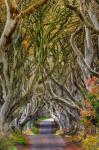 The Dark Hedges In County Antrim, Northern Ireland