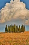 Italy, Tuscany Cypress Tree Grove And Towering Cloud Formation