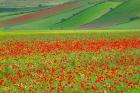 Europe, Italy, Castellucio Piano Grande Field Of Flowers